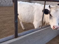 Vaca, Raça Holstein — foto 4