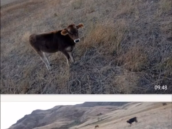 Cow, Latvian Blue cattle — Kazakhstan