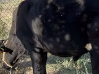 公牛, Aberdeen-Angus — 照片 2