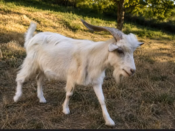 Billy Goat, Goats — Moldova