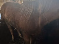 Mare, Horse breed — photo 4