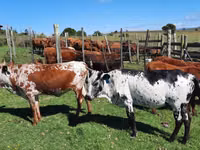 母牛, Nguni cattle — 照片 5