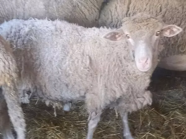 Sheep, Sheep
