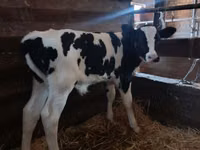 Banteng, Holstein breed — foto 2