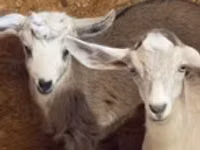 Capra, Nubian Goat — foto 1