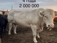 Bull, Auliekol breed — photo 1