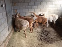 भेड़, भेड़ — फ़ोटो 4