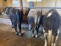 Toro, Swiss cattle — foto 5
