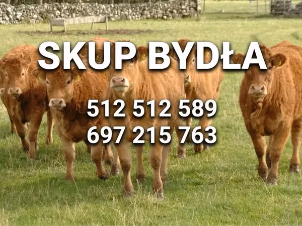 Cattle (batch, sex not specified), Simmental cattle — Poland