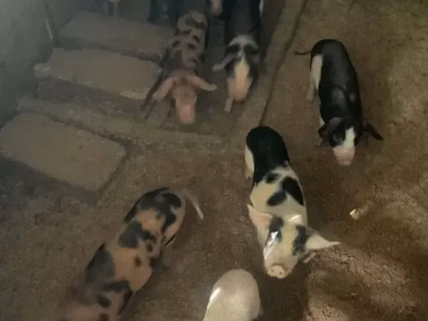 Sow, Pigs — Armenia