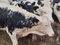 Bovini (lotto, sesso non specificato), Simmental cattle — foto 4