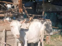 Goat, Saanen goat — photo 1