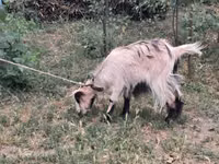 Cabra, Cabras — foto 3