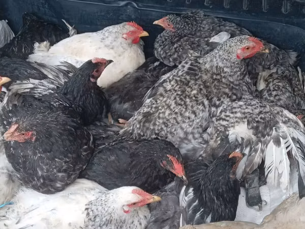 Chickens — جمهوری آذربایجان