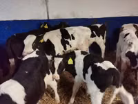 Bò đực, Russian Black pied cattle — ảnh 5