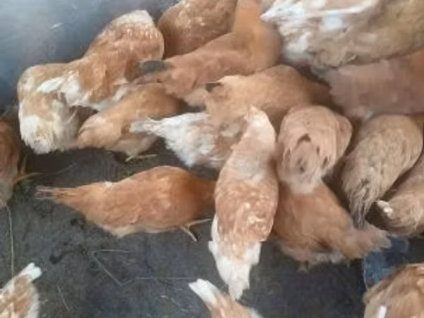 Chickens — Ungaria