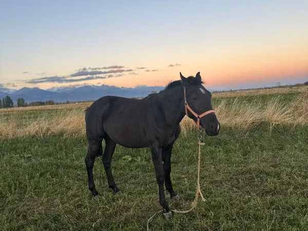Cheval, Chevaux