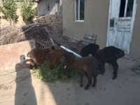 Ram, Sheep — photo 2