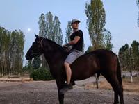 Horse (M), Horses — photo 2