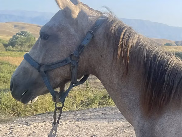 Ձի, Kazakh horse — Ղազախստան