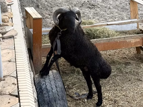 Kambing jantan, Sheep — Uzbekistan