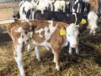 Bydło (partia, płeć nieokreślona), Simmental cattle — zdjęcie 2