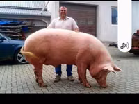 แม่สุกร, หมู — รูปภาพ 2