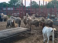绵羊（批次，未指定性别）, Merino sheep — 照片 4