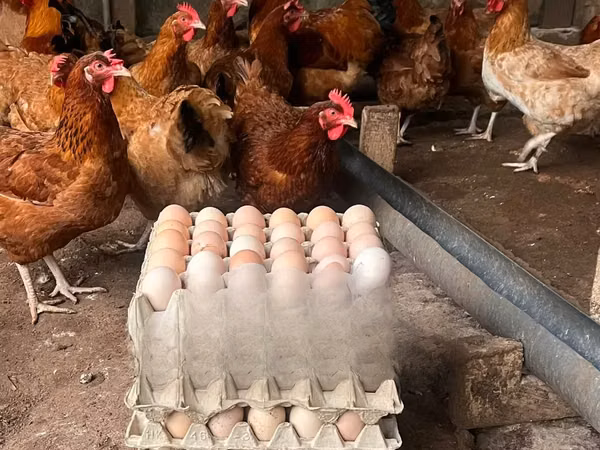 Chickens — Ghana