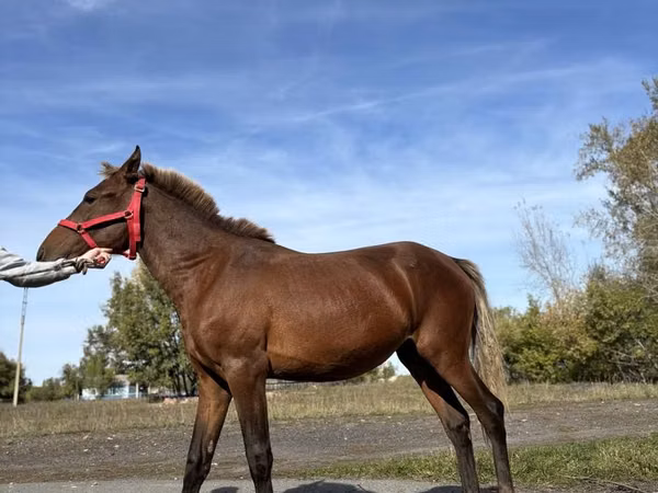 Mare, Horses — Kazakhstan