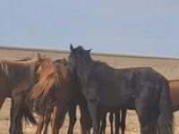 Horse (M), Kazakh horse — photo 1