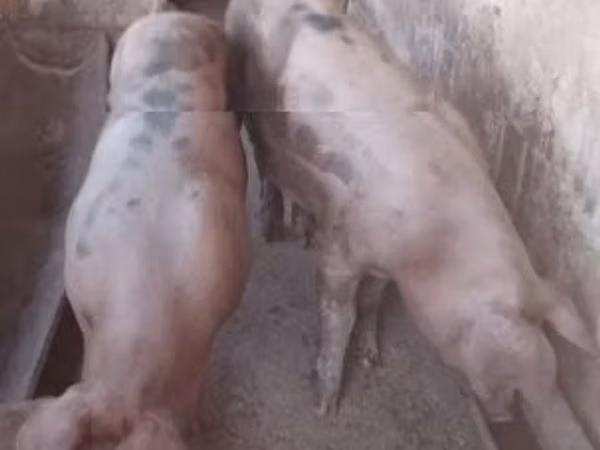 Porca, Porcos — Hungria