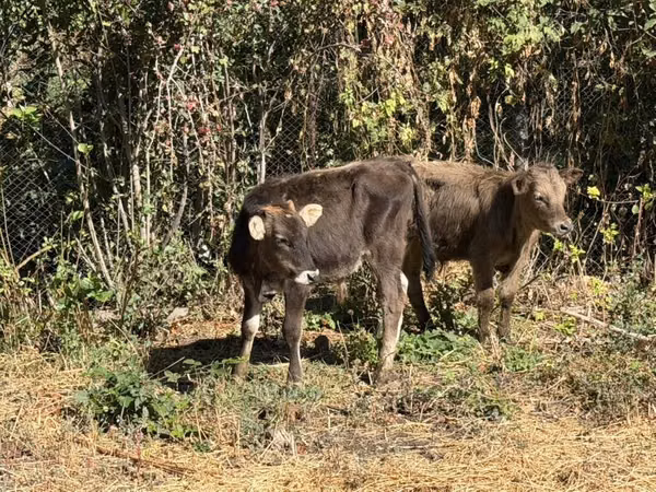 Bull, Cattle — Kyrgyzstan