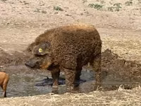 Boar — photo 1