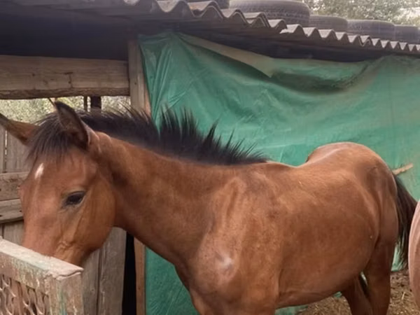 Horse (M), Friesian sport horse — Kyrgyzstan