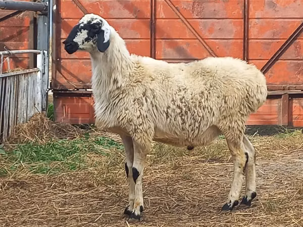 Ram, Hissar sheep — Kazakhstan