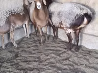 Ram, Arashan sheep — photo 3
