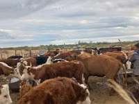 Sapi, Aberdeen-Angus — foto 4
