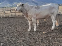 公牛, Swiss cattle — 照片 3