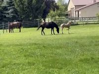 مادیان, Rocky Mountain Horse — عکس 5