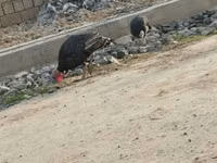 Turkeys — photo 4