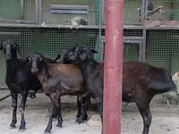 Sheep, Hissar sheep — photo 1