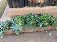 Super Vine K (Sweet Potato Vines) - 200 Cuttings — 照片 3