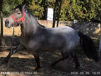 Horse (M), Horses — photo 5