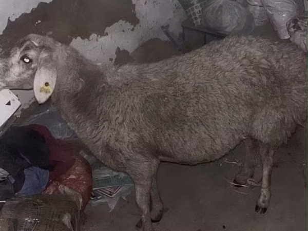 Kambing jantan, Sheep — Kazakhstan