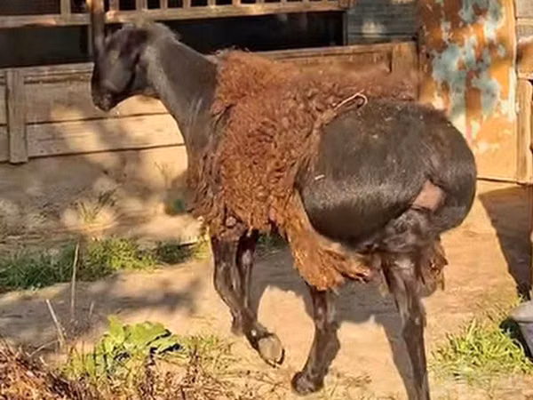 Ram, Sheep — Uzbekistan