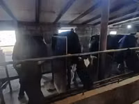 गाय, गोलस्टीन नस्ल — फ़ोटो 2