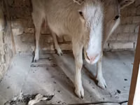 Kozioł, Saanen goat — zdjęcie 4