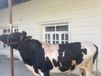 Bulle, Russian Black pied cattle — Foto 1