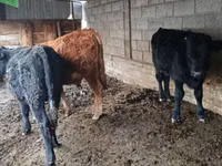 گاو نر, Simmental cattle — عکس 6